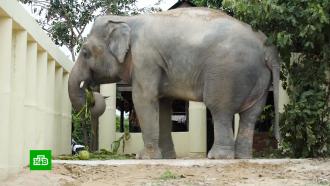 «Самый одинокий слон в мире» впервые за восемь лет встретился с сородичем