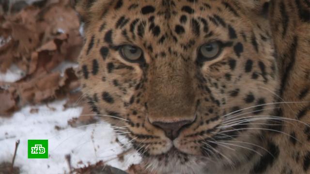 Нацпарк «Земля леопарда» в Приморье привлекает все больше туристов во время пандемии.Приморье, животные, леопарды.НТВ.Ru: новости, видео, программы телеканала НТВ