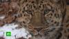 Нацпарк «Земля леопарда» в Приморье привлекает все больше туристов во время пандемии