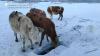 В Якутии фермеры из-за сильных морозов шьют меховые лифчики для коров