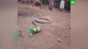 Мучения проглотившей пластиковую бутылку змеи сняли на видео