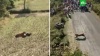 Мужчина выжил при нападении тигра, притворившись мертвым: видео
