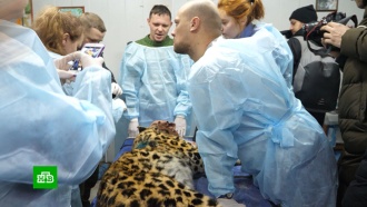 Московские хирурги прооперируют пострадавшего в ДТП дальневосточного леопарда