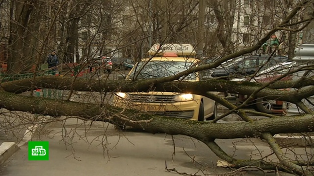 В Москве штормовой ветер привел к задержкам рейсов и повалил 125 деревьев.Москва, погода, стихийные бедствия, штормы и ураганы.НТВ.Ru: новости, видео, программы телеканала НТВ