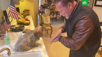 Шварценеггер поучил собаку правильно мыть руки
