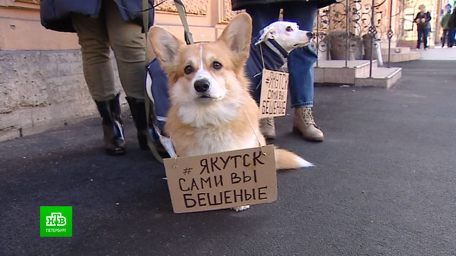 Петербургские зоозащитники требуют наказать якутских чиновников за массовое убийство животных.Санкт-Петербург, животные, Якутия, приюты для животных, собаки, жестокость, кошки, смерть.НТВ.Ru: новости, видео, программы телеканала НТВ