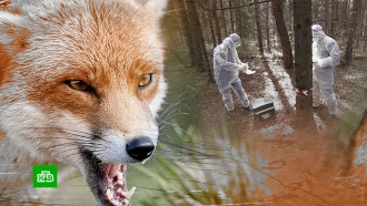 Больные бешенством лисы атаковали московские парки