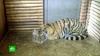 Приморские зоологи выясняют, почему у дикого тигренка слишком спокойный нрав