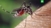 Опустевшую Ибицу заполонили опасные тигровые комары