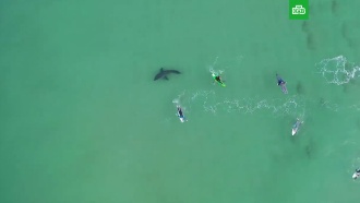 Жуткая встреча акулы-людоеда с серфингистами