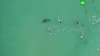 Жуткая встреча акулы-людоеда с серфингистами: видео