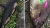 Житель Сахалина заявил, что поймал 100-килограммовую акулу на спиннинг