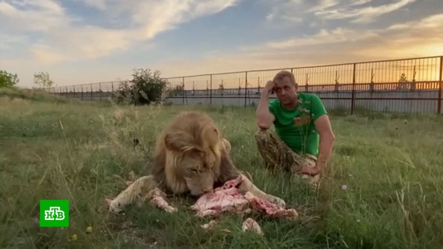 Суд оштрафовал владельца парка «Тайган» за укушенную львом клиентку.Крым, аресты, животные, зоопарки, львы, приговоры, суды.НТВ.Ru: новости, видео, программы телеканала НТВ