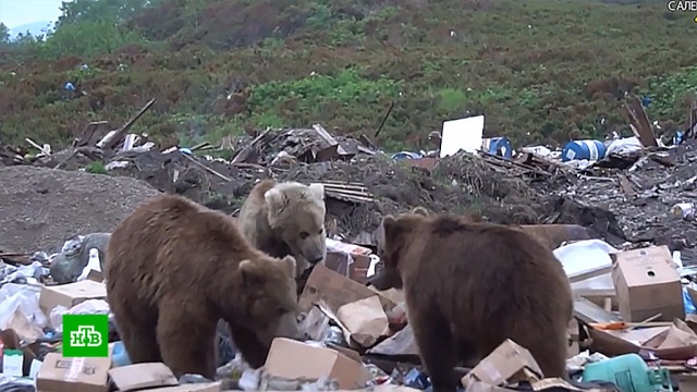 На Сахалине голодные медведи убивают людей и нападают на домашний скот.Курилы, Сахалин, животные, медведи.НТВ.Ru: новости, видео, программы телеканала НТВ