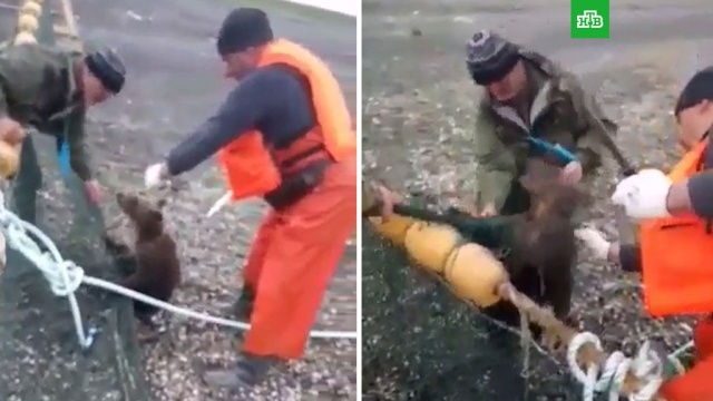 Сахалинские рыбаки спасли запутавшегося в сетях медвежонка.Сахалин, животные, медведи, рыба и рыбоводство.НТВ.Ru: новости, видео, программы телеканала НТВ