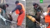 Сахалинские рыбаки спасли запутавшегося в сетях медвежонка