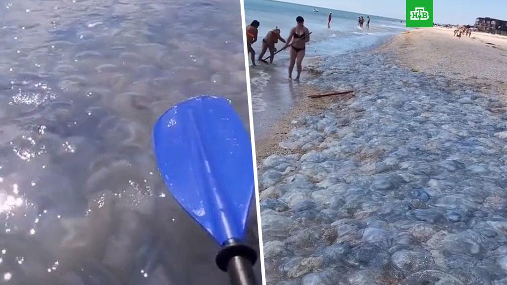 Медузы в азовском море. Огромные медузы. Медузы в азовском море 2023 голубицкая. Голубицкая море медузы. Есть ли сейчас медузы в должанской.