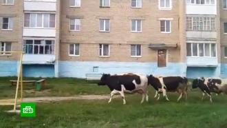Очевидец рассказал о нападении коров в Челябинской области