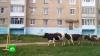 Очевидец рассказал о нападении коров в Челябинской области