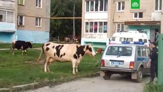 Злые челябинские коровы устроили дебош и атаковали полицейского 