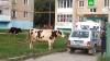Злые челябинские коровы устроили дебош и атаковали полицейского: видео