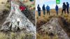 Гигантское дерево нашли на безжизненном горном плато в Перу