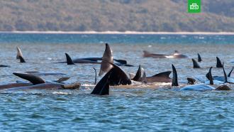 Почти три сотни дельфинов выбросились на отмель в Австралии