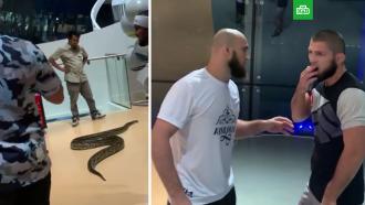 Появилось видео с Нурмагомедовым, убегающим от огромной змеи