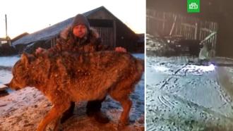 Британцев восхитил российский фермер, задушивший волчицу 
