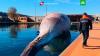 В Италии нашли тушу 70-тонного кита: фото