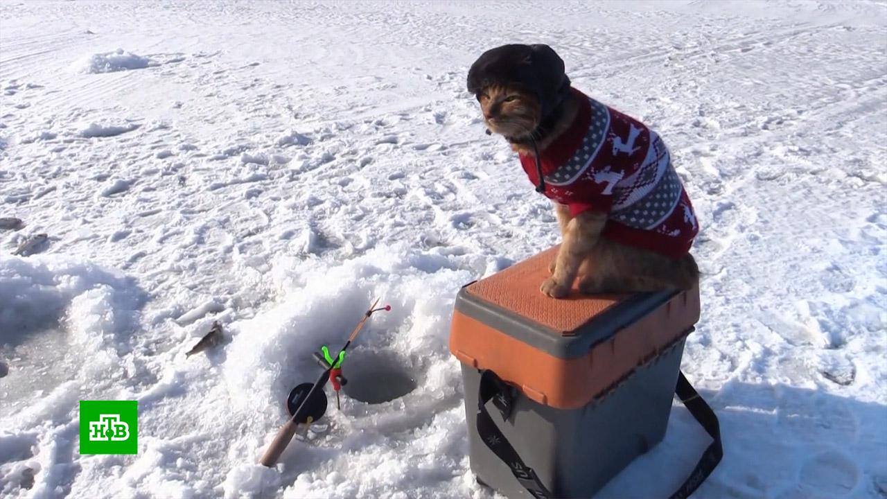 Кот симба на рыбалке