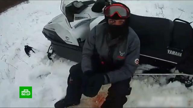 Сотрудник ГИБДД с товарищами давили косуль на снегоходах.ГИБДД, Саратовская область, браконьерство, жестокость, животные, охота и рыбалка, полиция.НТВ.Ru: новости, видео, программы телеканала НТВ