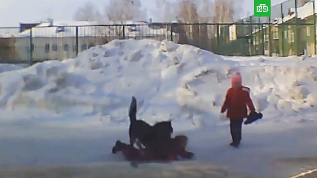 Бродячая собака напала на ребенка в Новосибирске.Новосибирск, дети и подростки, нападения, расследование, собаки.НТВ.Ru: новости, видео, программы телеканала НТВ