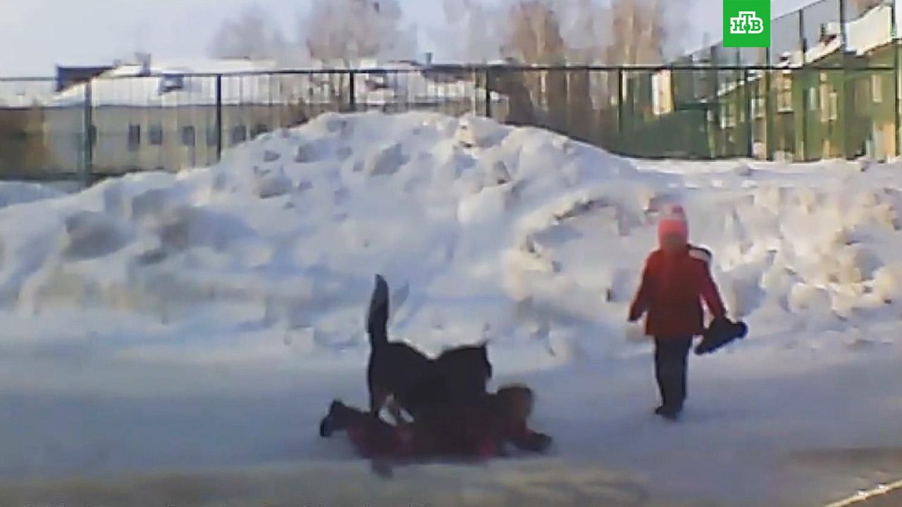 Нападение на алабугу. Собака напала на ребенка в Новосибирске. Бродячие собаки напали на ребенка.
