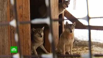 Соседи просят любителя волкособов не выпускать животных из вольера 