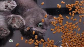 Корм, снижающий аллергенность кошек: трехнедельный эксперимент