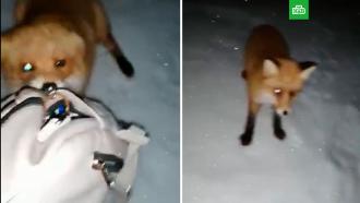 Женщина сняла на видео напавшую на нее бешеную лисицу