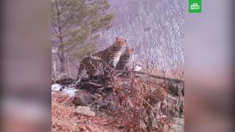 В Приморье сняли на видео встречу семьи леопардов с неизвестным зверем