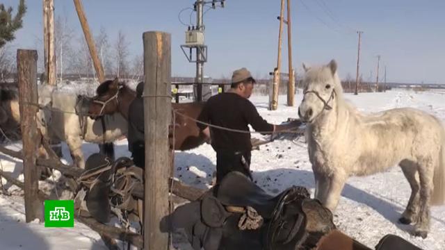 Два якутских экстремала решили добраться до Берлина на лошадях.Якутия, кони и конный спорт, туризм и путешествия, экстремальные виды спорта.НТВ.Ru: новости, видео, программы телеканала НТВ