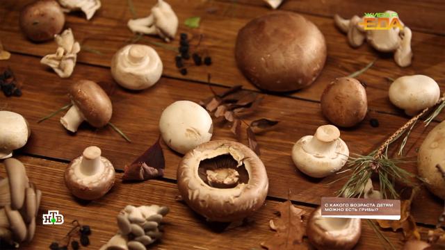С какого возраста грибы можно безопасно включать в рацион детей.грибы, дети и подростки, еда, здоровье, продукты.НТВ.Ru: новости, видео, программы телеканала НТВ