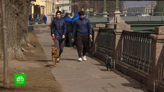 Петербургские депутаты задумались, имеют ли собаки право ходить по магазинам.Санкт-Петербург, животные, законодательство, собаки.НТВ.Ru: новости, видео, программы телеканала НТВ