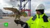 На страже порта: грузы в Бронке теперь охраняют ястребы и соколы