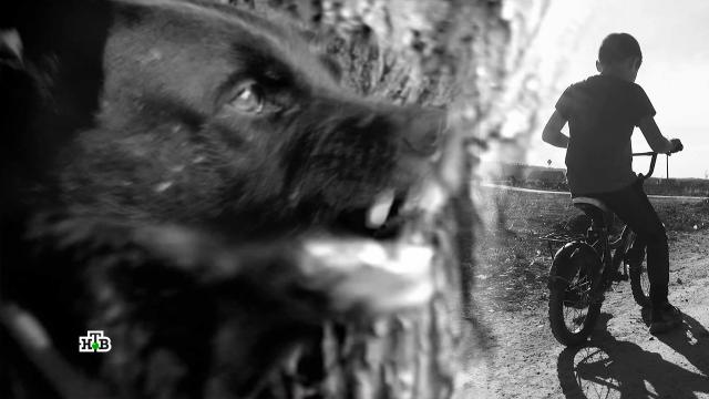 Бродячие псы атакуют: как собака становится врагом человека.нападения, расследование, смерть, собаки, суды, Волгоград.НТВ.Ru: новости, видео, программы телеканала НТВ