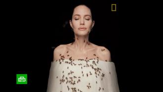 Анджелина Джоли приняла участие в фотосессии с роем пчел