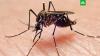 Биолог рассказал, как комары выбирают свою жертву