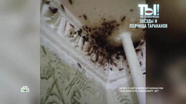 Полчища тараканов выживают обитателей звездного дома на Арбате.Москва, знаменитости, насекомые, эксклюзив.НТВ.Ru: новости, видео, программы телеканала НТВ