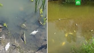 Массовая гибель рыбы произошла в реке в Смоленской области