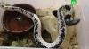 Житель Петербурга пытался продать сиамскую кобру, которая с трех метров попадает ядом в глаза