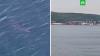 Акула-людоед приплыла к берегам Сахалина