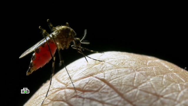 Действенные средства от комариных укусов.насекомые, наука и открытия.НТВ.Ru: новости, видео, программы телеканала НТВ